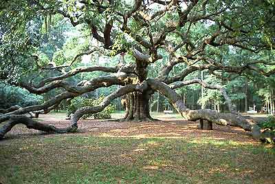 Image result for angel tree live oak