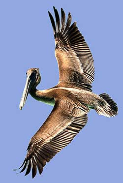 pelican