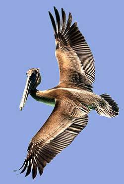 pelican