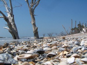 Summer Life At The Beach Edisto A